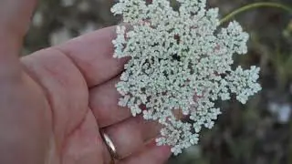 Carota selvatica