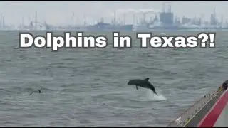 Dolphins Steal the Show on This Galveston Ferry Crossing
