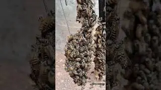 honey bees gather around the queen bee🥰 | Tropical Forest Bees #tropicalforestbees