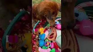 Dogs with disabilities get the cutest Christmas party ever #dog #animals #christmas