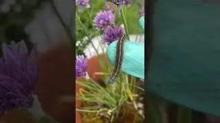 Ringelspinner Raupe