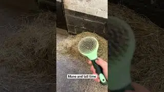 Daily Grooming Routine For Shetland Pony! #horsegrooming