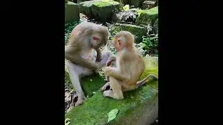 Sep-06-25 Adventure Monkey Kh abandoned newborn , baby , monkey 001 #monkey
