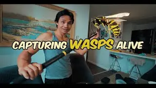 How to Get Rid of Wasps/Hornets Without Killing Them