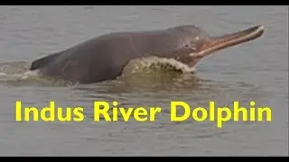 Indus River dolphin
