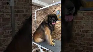 Doggy Daily, выпуск 336: Превосходство леонбергера 🐾 #леонбергер #уходзасобаками
