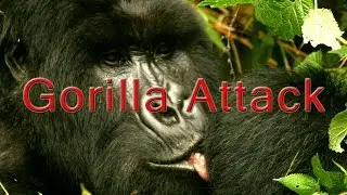 GORILLA ATTACKS WOMAN!!!!!!