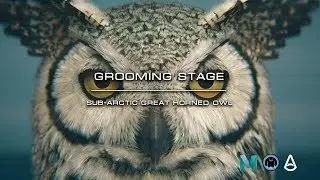 Promo of Sub-Arctic Great Horned Owl. Grooming Part