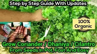 How to Grow Coriander : Dhaniya : Cilantro In Pot, Fast And Easy (in English)