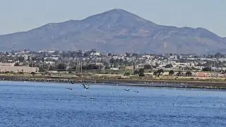 Birds at San Diego Bay 🌞🪶🏞🏙