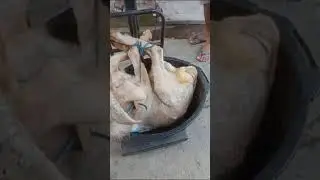 method or process of slaughtering goats(4)