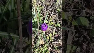 вот и крокус появился/30.03.2025 #обзордачи