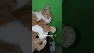 It's the last hugging #cat #catlovers #catshorts #kitten #cats #fyp #shorts #shortvideo #short
