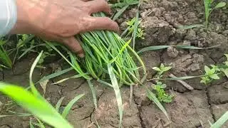 7 दिसंबर 2025
