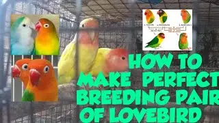 LOVEBIRD PAIRING/LOVEBIRD PAIRING /HOW TO PAIR LOVBIRD BY ANIMAL KINGDOM OFPARROT