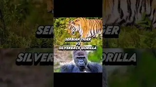 Serbian Tiger vs Silverback Gorilla #Tiger #vs #gorilla #edit #shorts #fy #fyp
