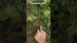 Sweet Girl play with Chui Mui Magical touch me not Plant. #shorts #viral #plants #cute #natural