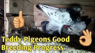 Teddy Pigeons Breeding Progress || PIGEON LOVERS JHELUM