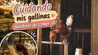 Alimentando las gallinas y el gallo 🐓 se puso bravo 🤣