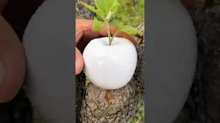 Satisfying Fruit Cutting Skills 🍏