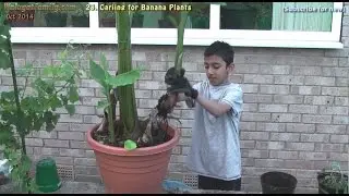 How To Divide Propagate and Make More Banana Plants, Splitting and Potting Banana Pups - UK (E23)