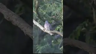 The Most Overlooked Bird Species