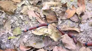 Micrurus nigrocinctus (Central American Coralsnake - Coral verdadera) Video 01