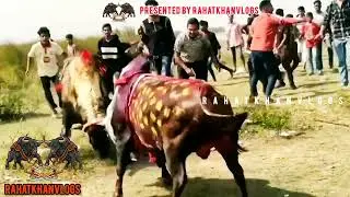 চট্টগ্রাম এ ফাঁড়ি মাইর || কারিগর বনাম ডলফিন || RAHATKHANVLOGS || Epic Bull Fight Video 2026 