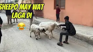 Sheepo nay halat  kharab kardi 😂Sab thak gai..