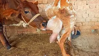 Goat Breastfeeding Daily Routine! Calf Drinking Milk New Video🐐🐂