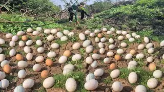 Wow OMG unique  !A man collects a lot of duck eggs in a stream during the dry season.