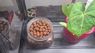 Plant Son got a Ikea Akerbar cabinet for his 9th birthday!