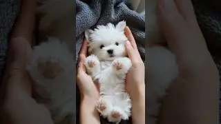 adorable and lovable puppy🐶💓