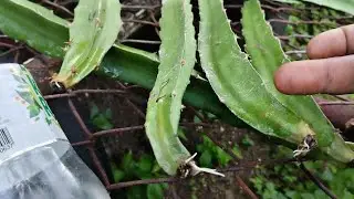 Variedades De Pitahaya ( Tesoro 1,2,3,4 ) Compradas A Vivero Pitalon España