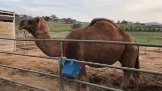 Camels making sounds