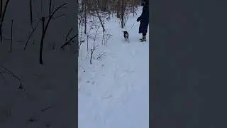 Lou The Jack Russell/Terrier Walking Along The Path In Burlington Ontario 01/19/26