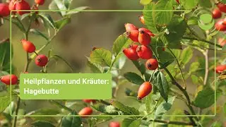 Hagebutte &ndash; Alles, was du &uuml;ber ihre Wirkung wissen solltest.