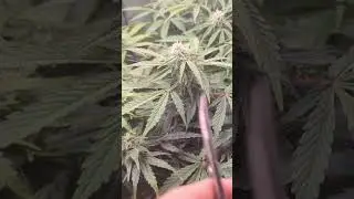 Rock Machine Automatic Almost ready for harvest Dr. Choice Day 60