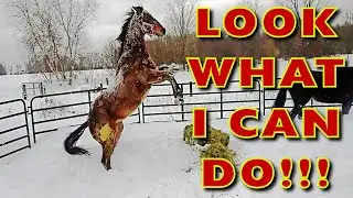 Horses playing, bucking, rearing and having fun in deep SNOW!!