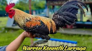 Philippines Warren Kenneth Larraga Farm - Free Range Shape Outdoor Chicken Coop Mini Range Area