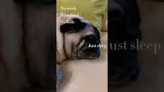 #юмор #мопс #собака #mops #pug #dog #funny#bestfriend #cute #любимка