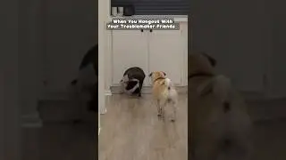 Dog Playdate *Gone Wrong*!🐶😬