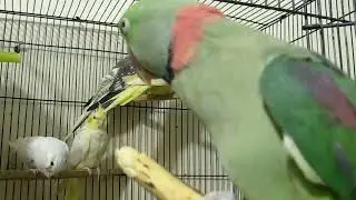 Beautiful Cockatiels of Different Colors | Kashmiri Raw Parrot Surprise Entry 🕊️