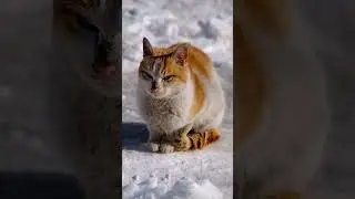 #kedi #cat #kedivideoları #shortvideo #shorts#video #cats #catvideos #catshorts #kedishorts #kediler