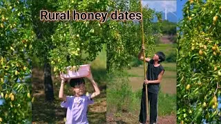 Harvesting rural honey dates, jujubes in the mountain