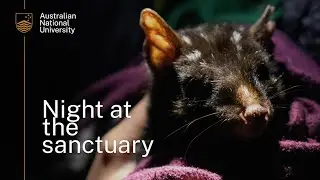 Eastern Quoll Monitoring at Mulligans Flat Nature Reserve
