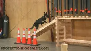 YouTube Super Star Shepherd 
