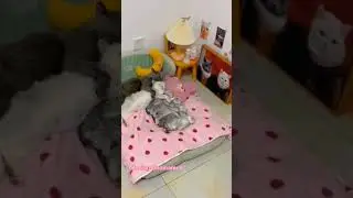 Kumpul keluarga kucing cemara