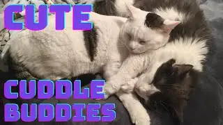 CUDDLING CATS / BEST FRIENDS / CUDDLE BUDDIES