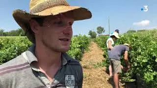 Travailler à la ferme en échange d'un hébergement : le Wwoofing s'implante en Occitanie